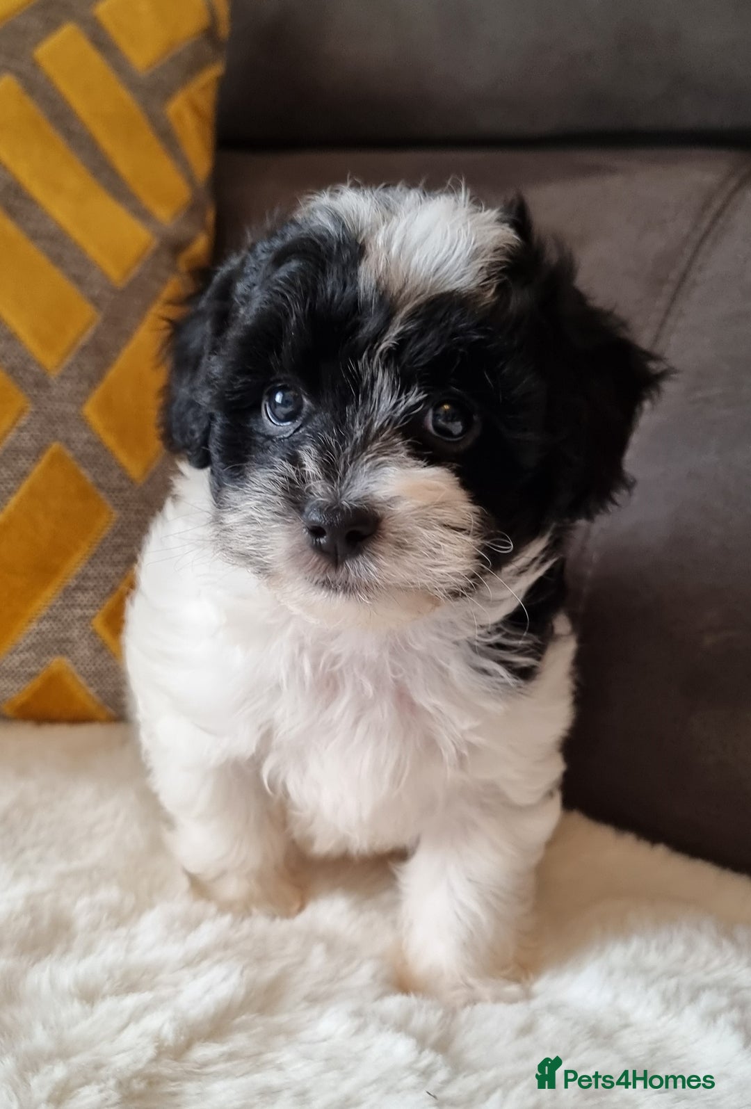Shihpoo dogs for sale: Adorable little Shihpoo's, sold fully vaccinated - Image 16