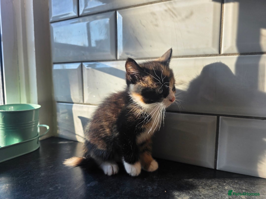 European cats for sale: Beautiful Ginger Male & Female Kittens  - Advert 4