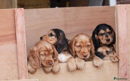 Cocker Spaniel dogs for sale: Full Cocker Spaniels Puppies  - Image 12