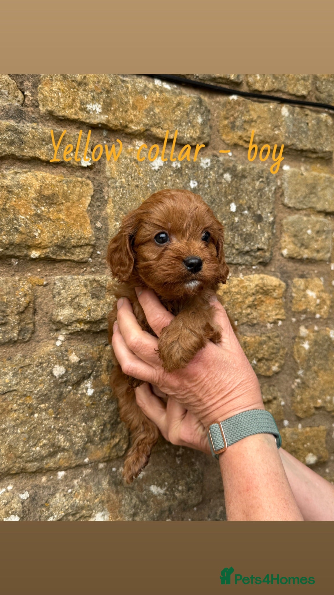 Cavapoo dogs 6 cavapoo puppies!🩷💙 - Advert 1