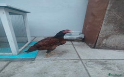 Chickens poultry for sale: Aseel male chicken and female  - Image 5