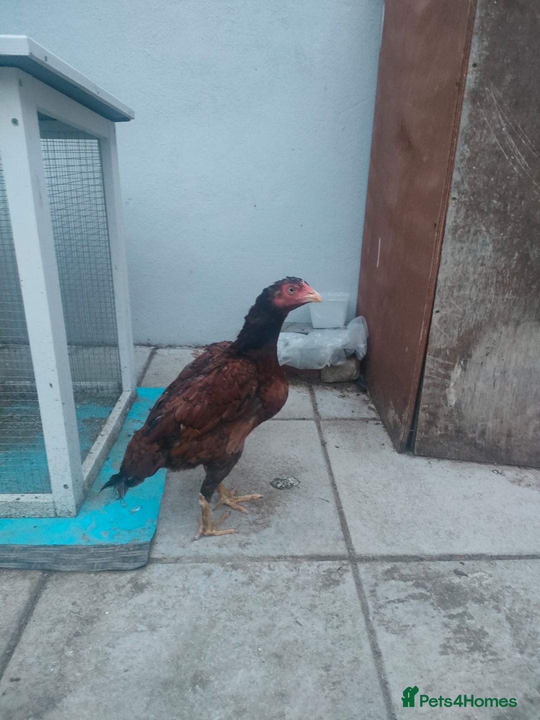 Chickens poultry for sale: Aseel male chicken and female  - Image 5
