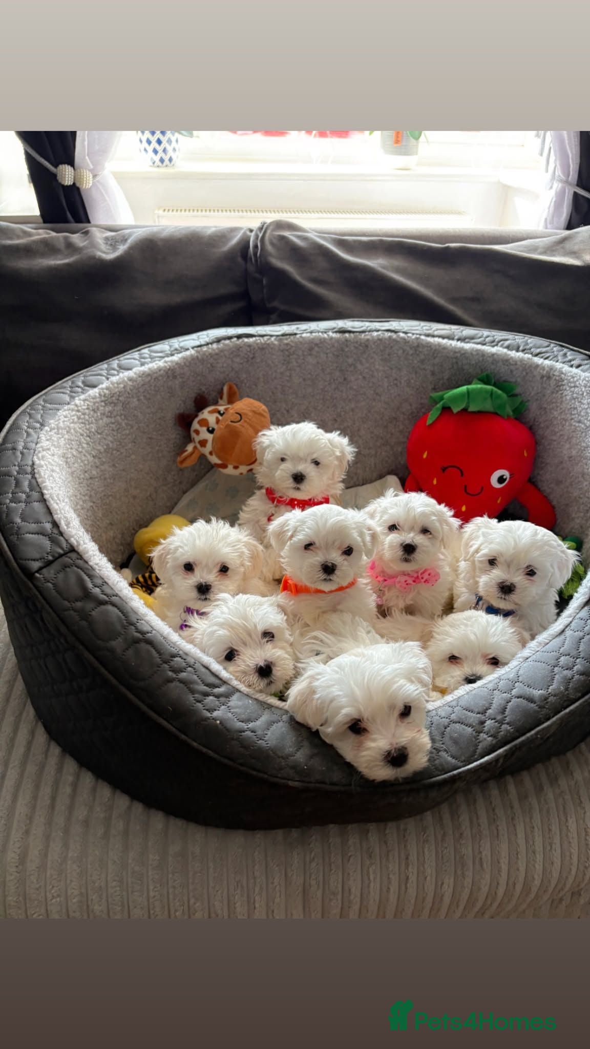 Maltese dogs Beautiful full breed Maltese puppies - Advert 1