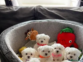 Maltese dogs Beautiful full breed Maltese puppies - Advert 1