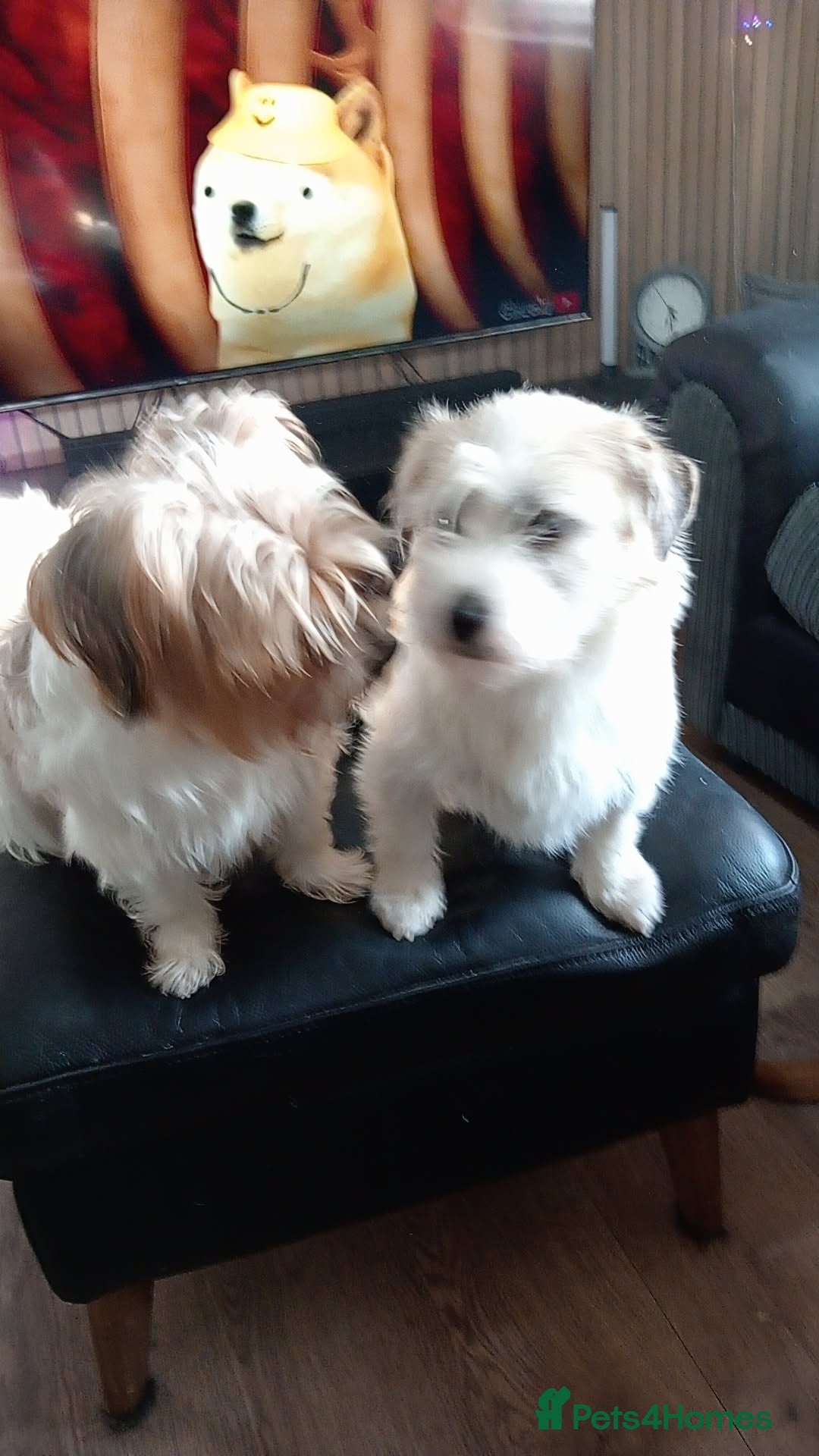 Shorkie dogs Shorkie x puppies  - Advert 3