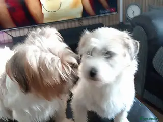 Shorkie dogs Shorkie x puppies - Advert 3