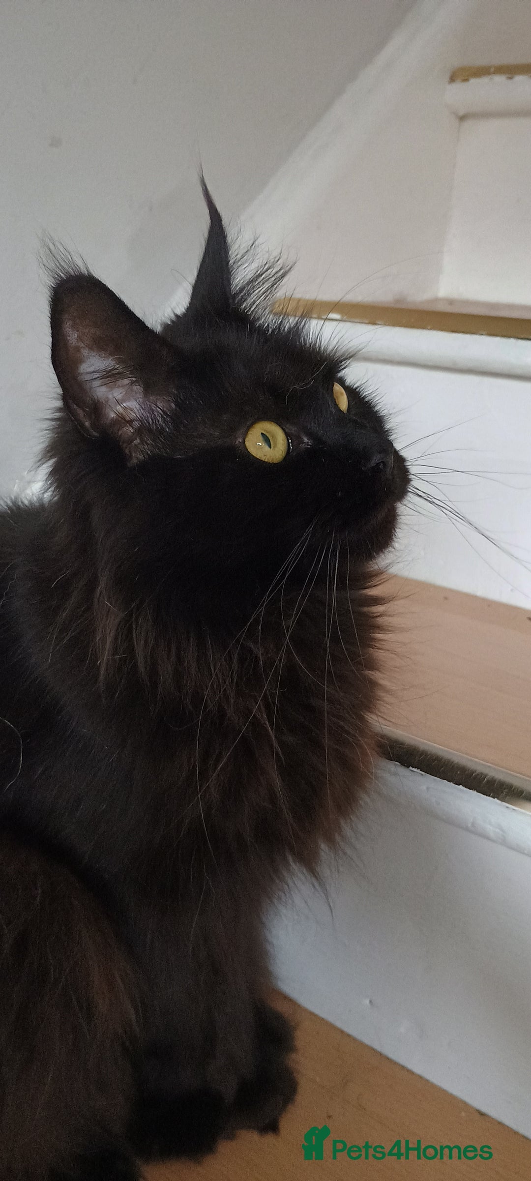 Maine Coon cats for sale: Female Maine coons - Image 3