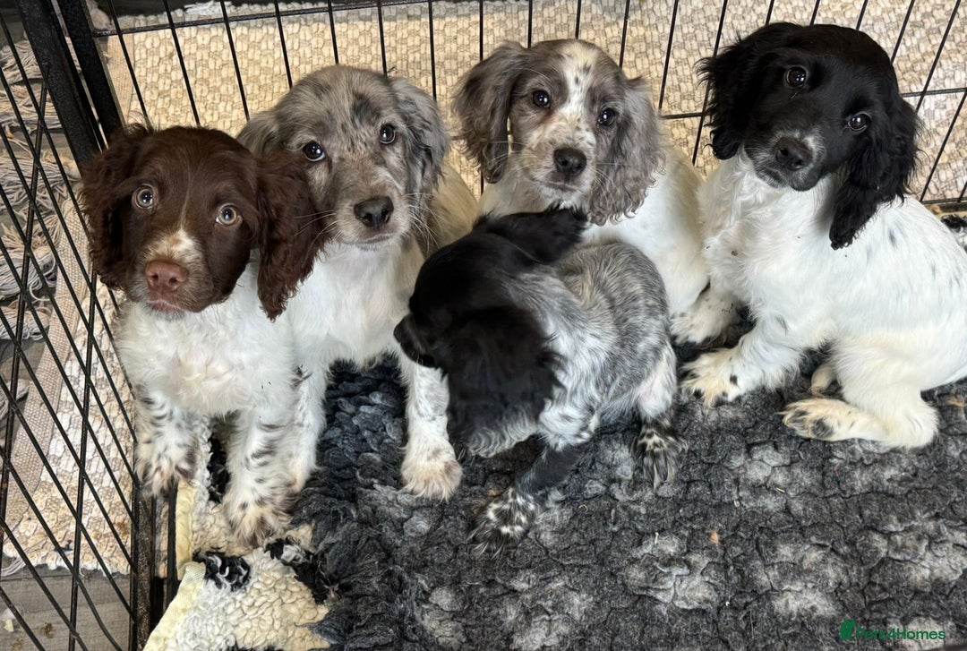 Cocker Spaniel dogs for sale: Cocker spaniel pups  - Image 7