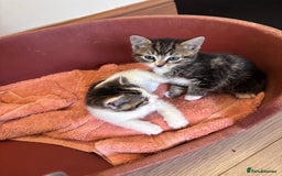 Mixed Breed cats for sale: Kittens seeking 5⭐️ forever homes - Image 7