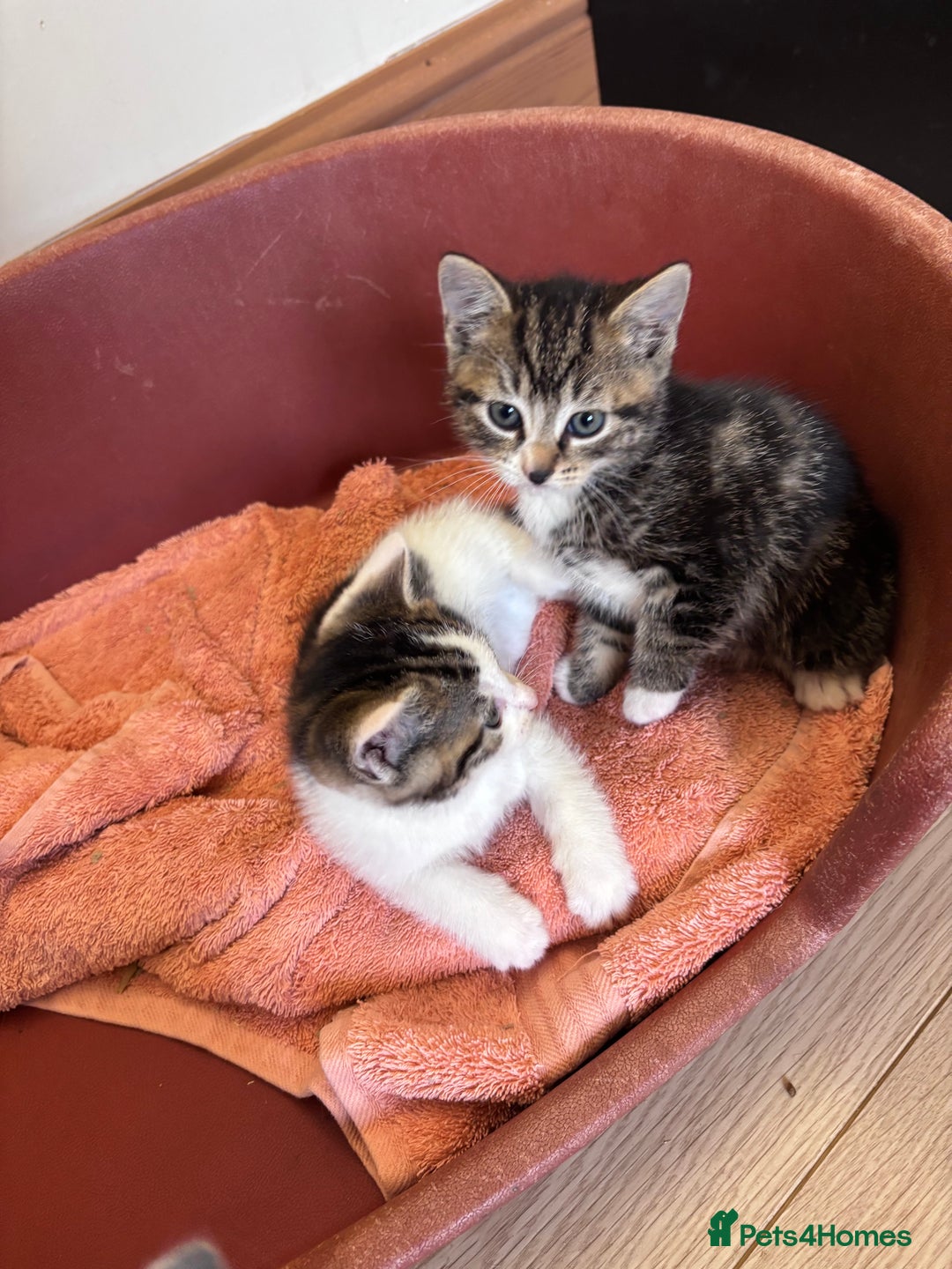 Mixed Breed cats for sale: Kittens seeking 5⭐️ forever homes - Image 7