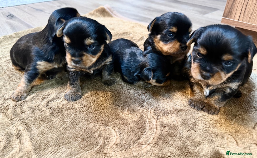 Yorkshire Terrier dogs for sale: YORKSHIRE TERRIER PUPPIES  - Advert 1