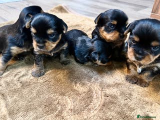 Yorkshire Terrier dogs YORKSHIRE TERRIER PUPPIES - Advert 9