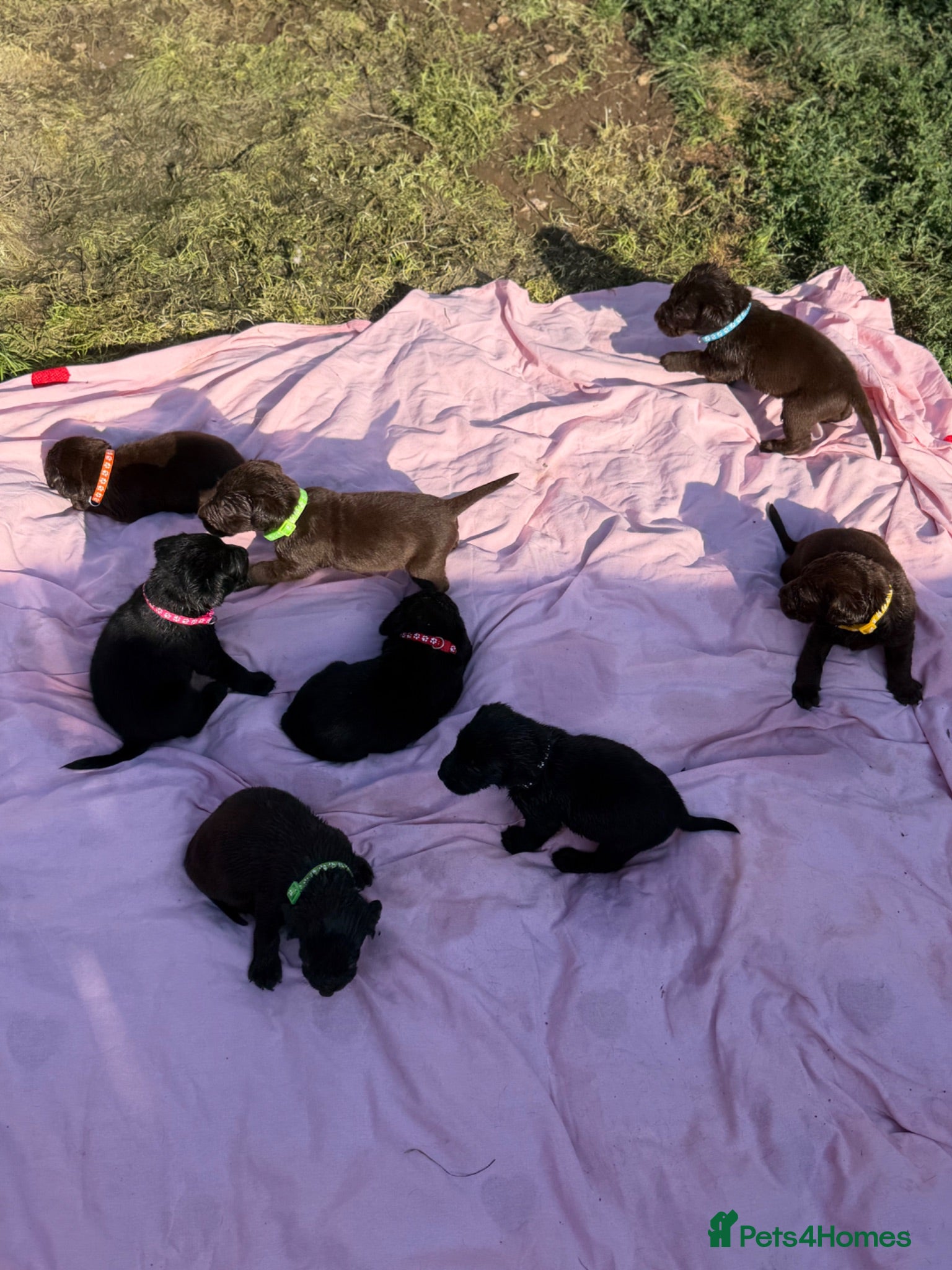 Labrador Retriever dogs Adorable Labrador Retriever Puppies 🐾 - Advert 12