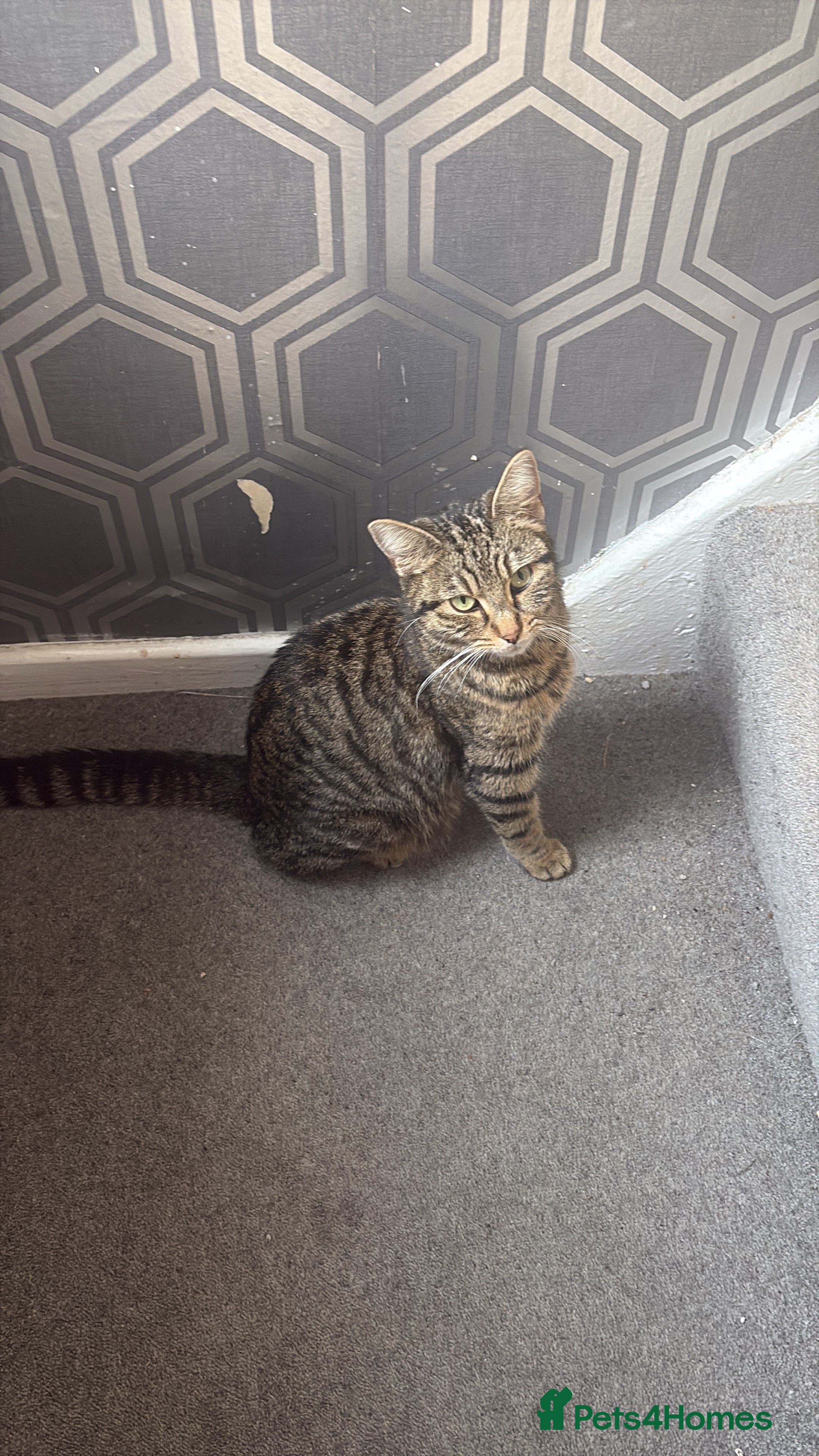 Domestic Shorthair cats black kittens - Advert 1