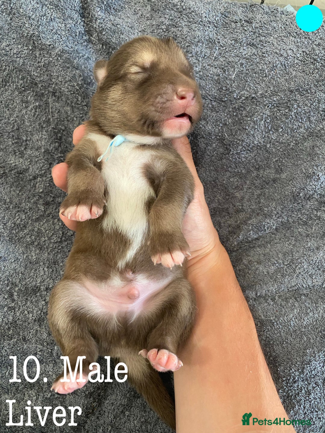 Mixed Breed dogs for sale: Malamute x Alaskan Shepherd Litter - Image 12
