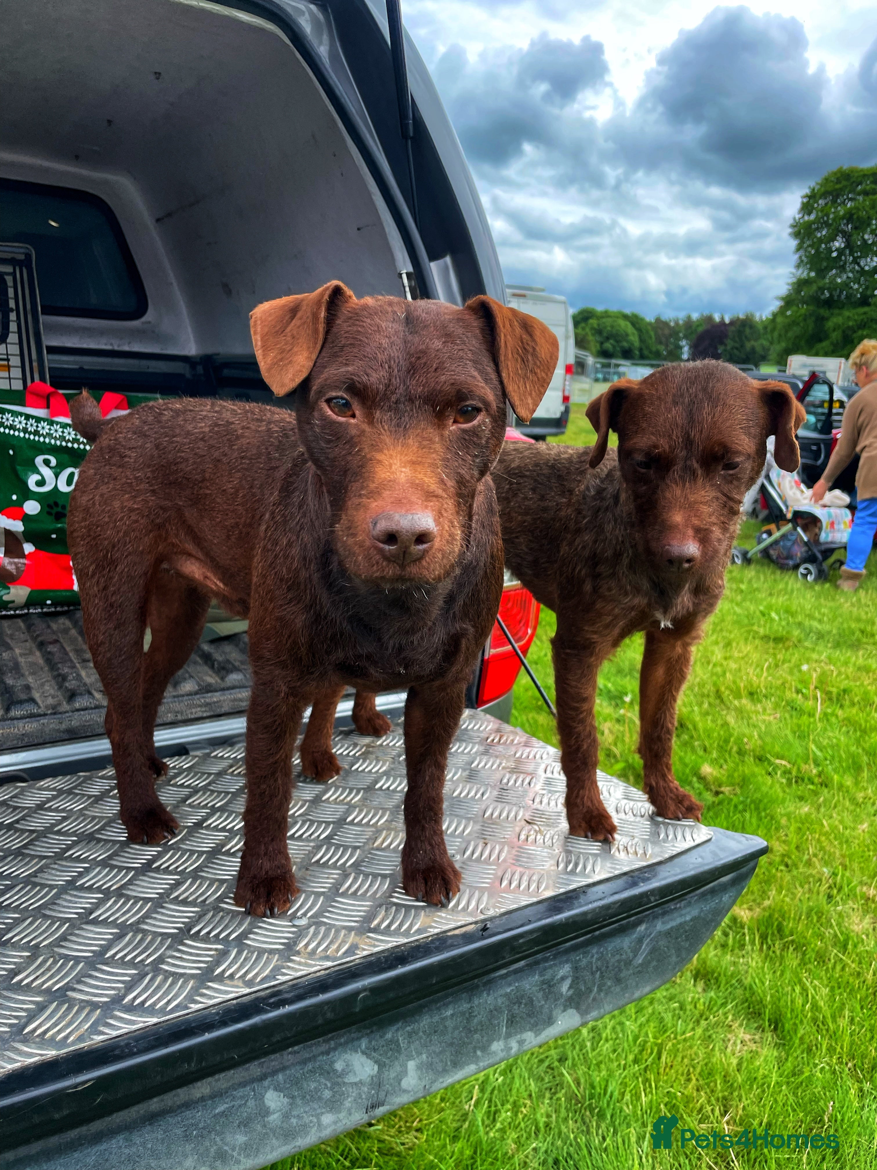 Patterdale Terrier dogs Chocolate patterdale for stud  in Doncaster - Advert 2
