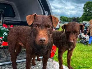 Patterdale Terrier dogs Chocolate patterdale for stud in Doncaster - Advert 3