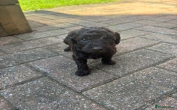 Miniature Poodle dogs for sale: Miniature poodles REDUCED READY TO LEAVE NOW  - Image 20
