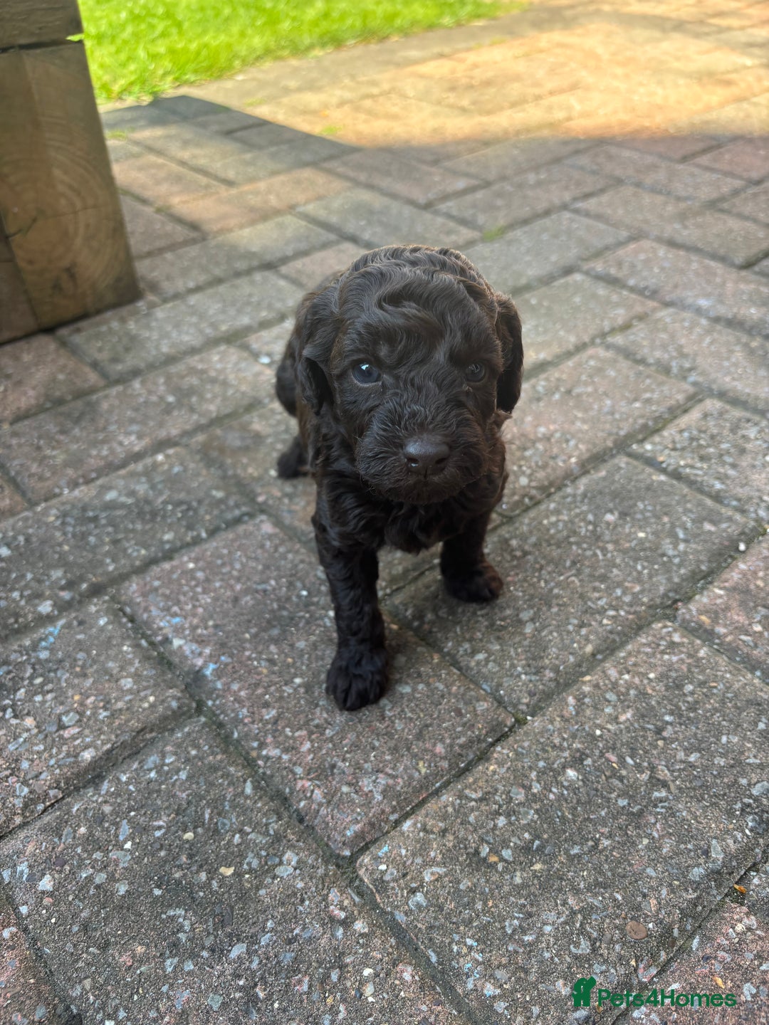 Miniature Poodle dogs for sale: Miniature poodles REDUCED READY TO LEAVE NOW  - Image 20