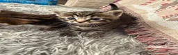 Mixed Breed cats for sale: Beautiful kittens of marble and striped colors - Advert 9