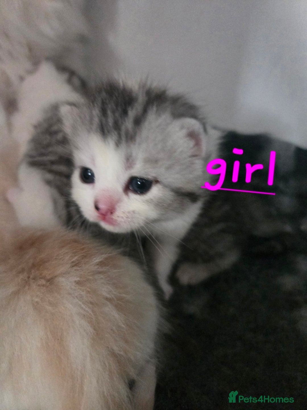 Persian cats for sale: Persian x fluffy kittens  - Image 2