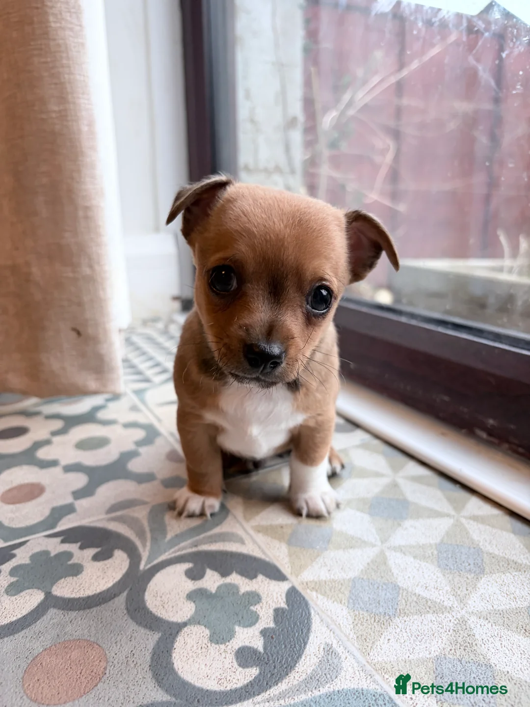 Mixed Breed dogs for sale: Chi-Jack-Weenie puppies - Advert 10