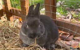Rex rabbits for sale: Beautiful Mini Rex Rabbits - Image 4