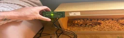 Boa Snake reptiles for sale: Male ball python  - Advert 6