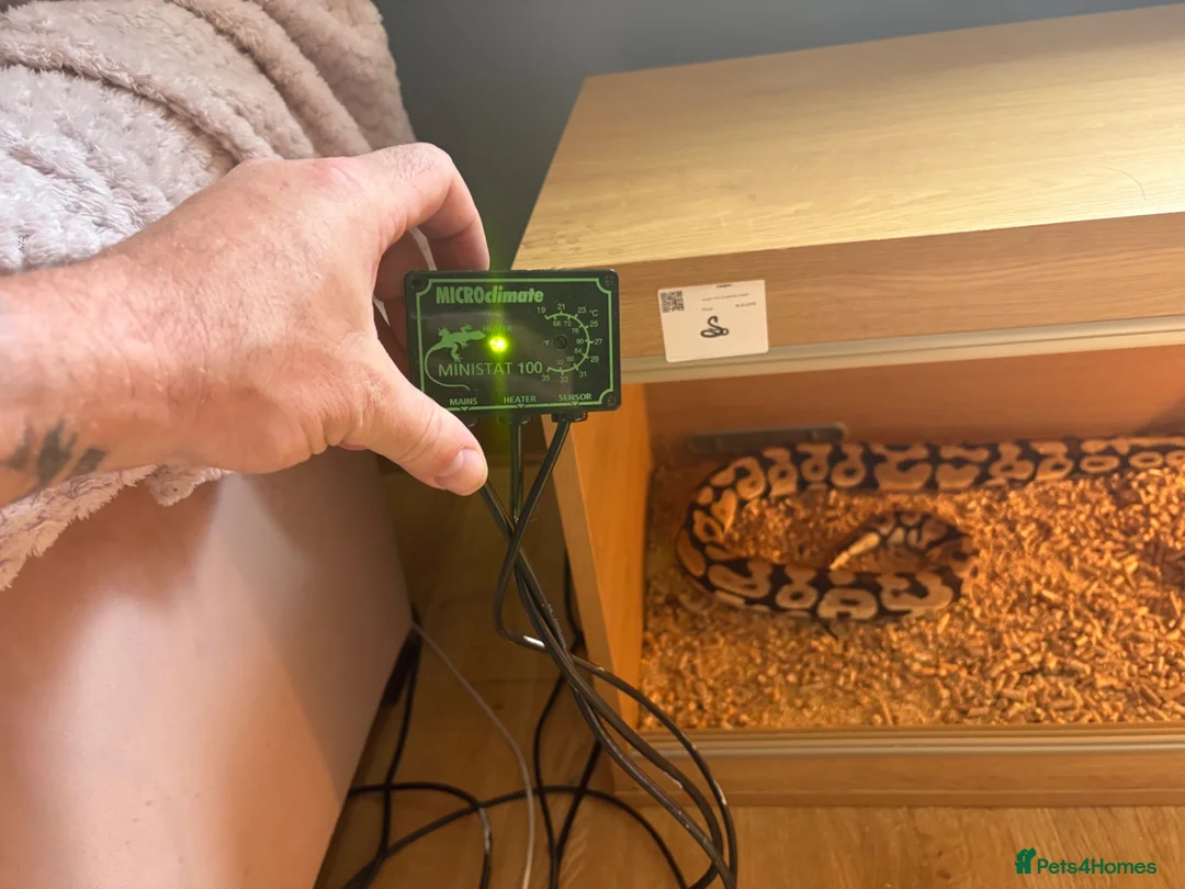 Boa Snake reptiles for sale: Male ball python  - Advert 6