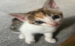 Bengal cats for sale: Bengal Calico kittens  - Image 25