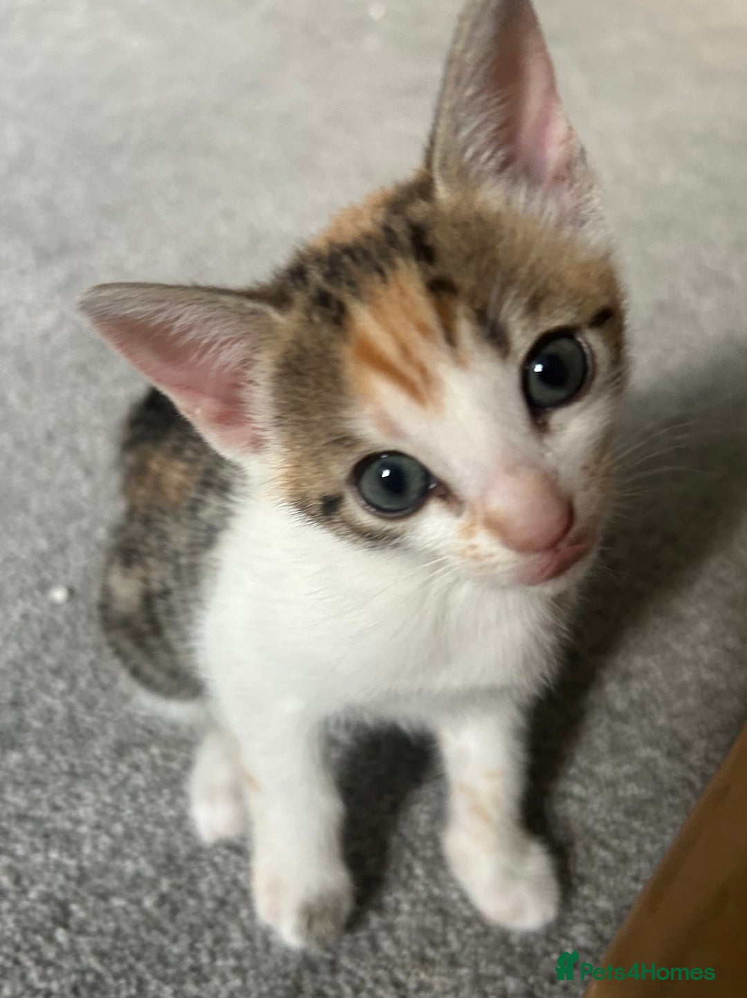 Bengal cats for sale: Bengal Calico kittens  - Image 25