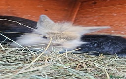 Lionhead rabbits for sale: Lion heads in Wigan - Image 27