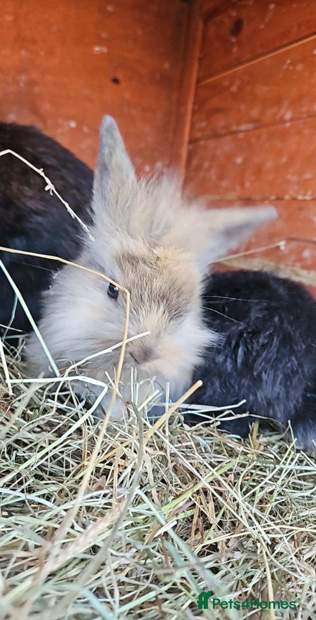 Lionhead rabbits for sale: Lion heads in Wigan - Image 27