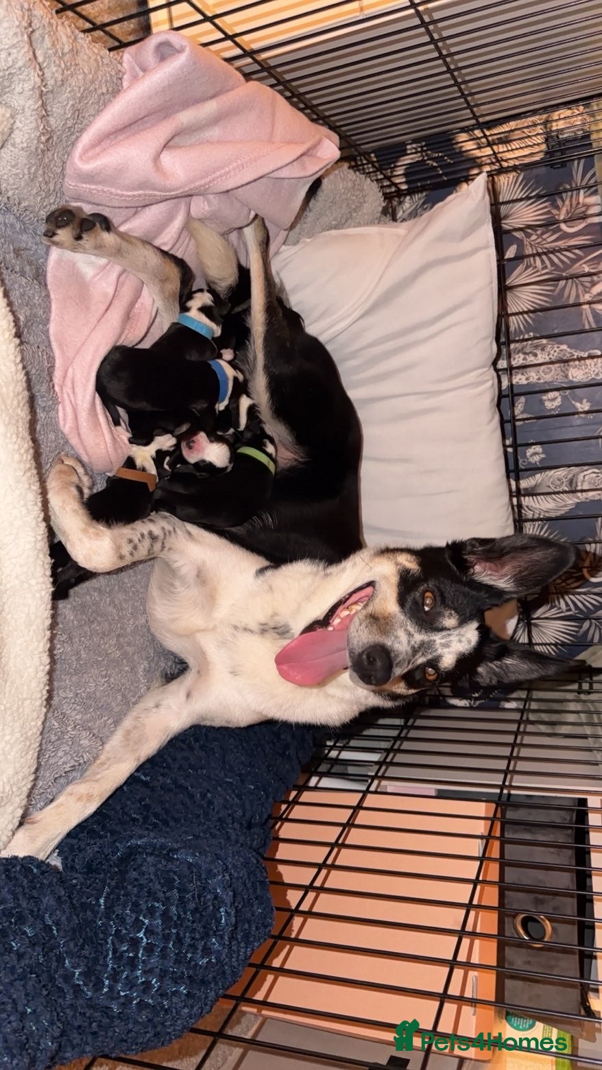 Mixed Breed dogs Border collie pups - Advert 1