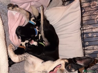 Mixed Breed dogs Border collie pups - Advert 1