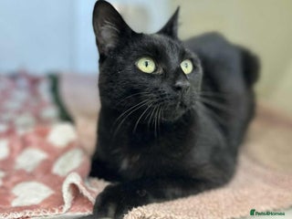 Domestic Shorthair cats - Advert 4