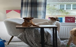 Jack Russell dogs for sale: Gorgeous Jack Russell Puppies - Image 33