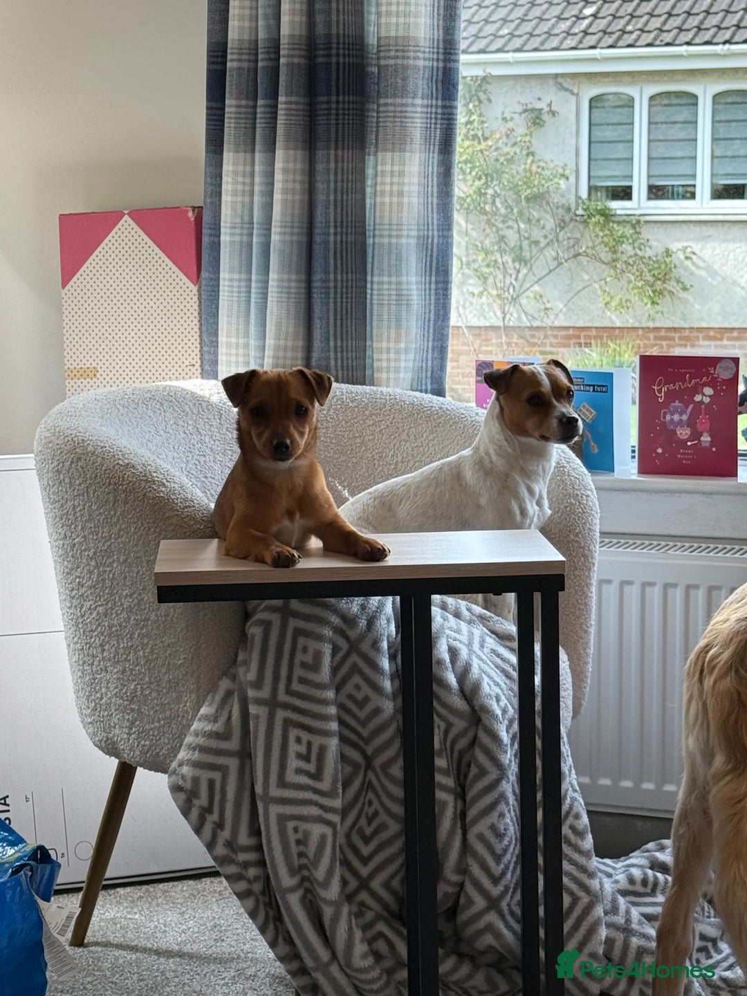 Jack Russell dogs for sale: Gorgeous Jack Russell Puppies - Image 33