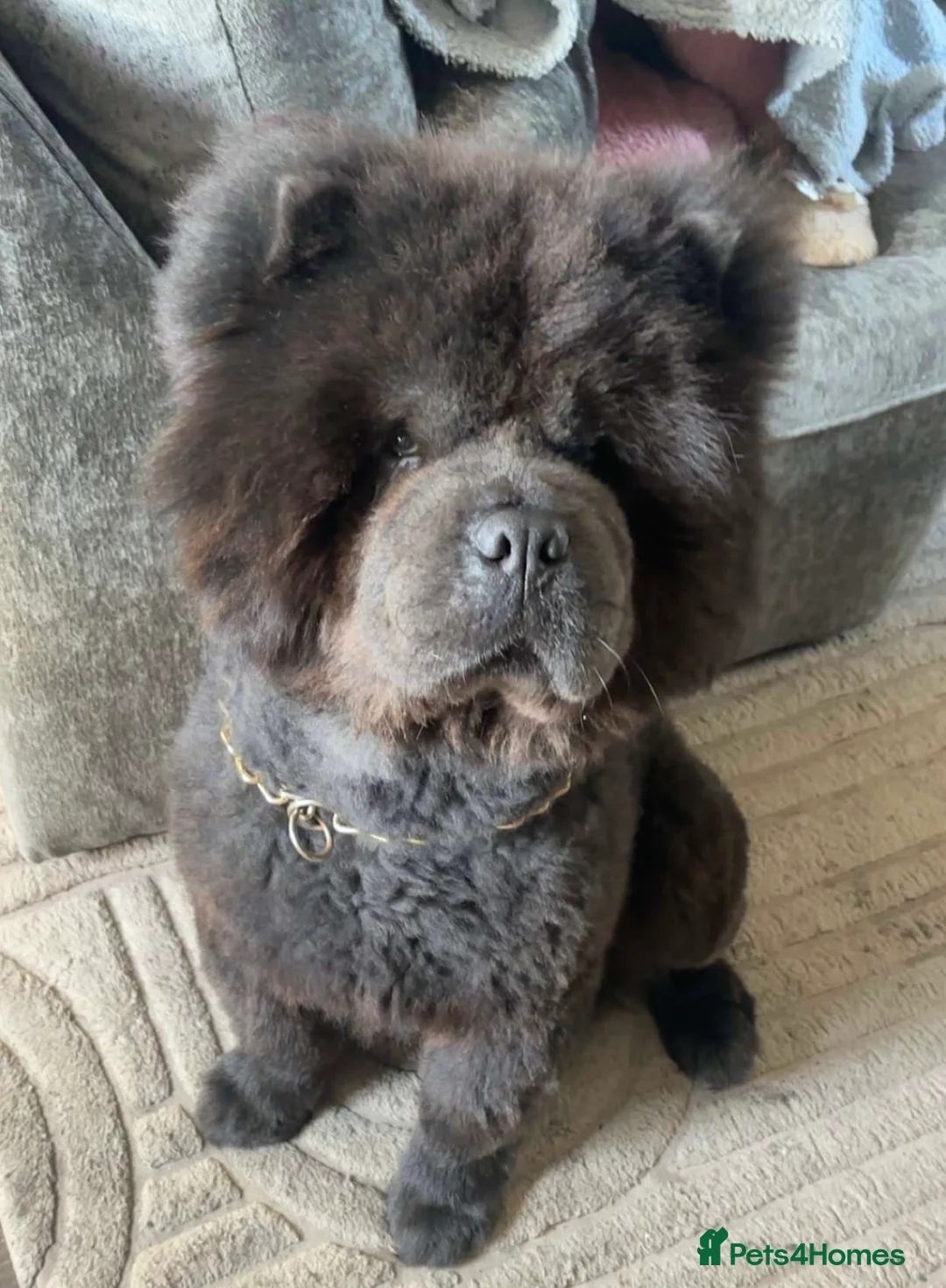 Chow Chow dogs for sale: Entire male for sale 2 years  - Advert 2
