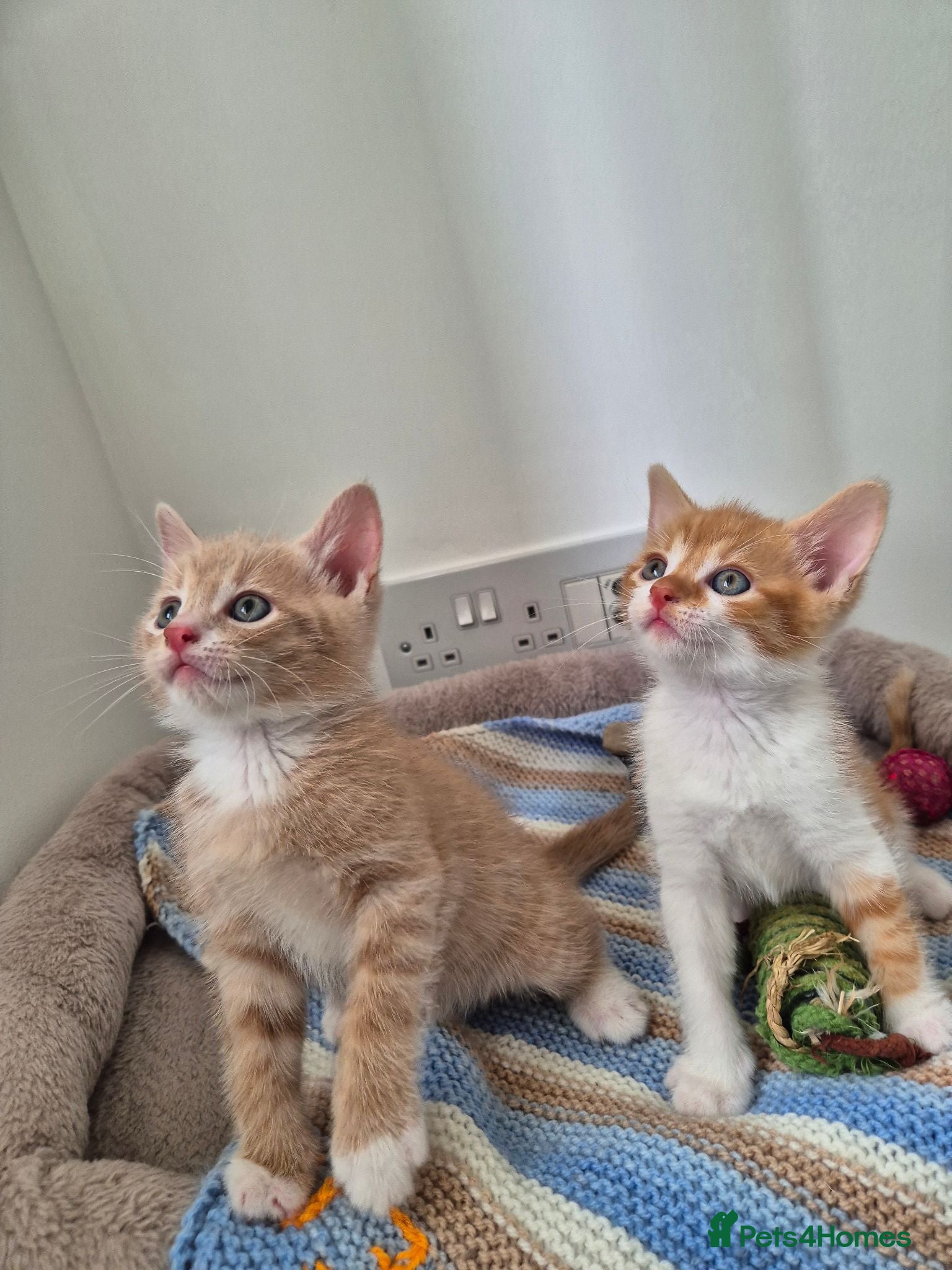 Mixed Breed cats Ready to go sweet ginger kittens(2left)  🐾 - Advert 1