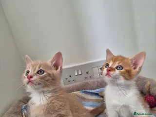 Mixed Breed cats Ready to go sweet ginger kittens(2left) 🐾 - Advert 1