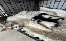 Persian cats for sale: Persian x kittens - Image 32