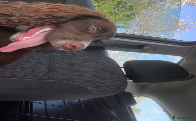 Cocker Spaniel dogs for sale - Advert 1