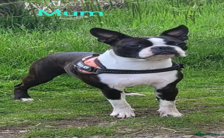 Boston Terrier dogs - Advert 1
