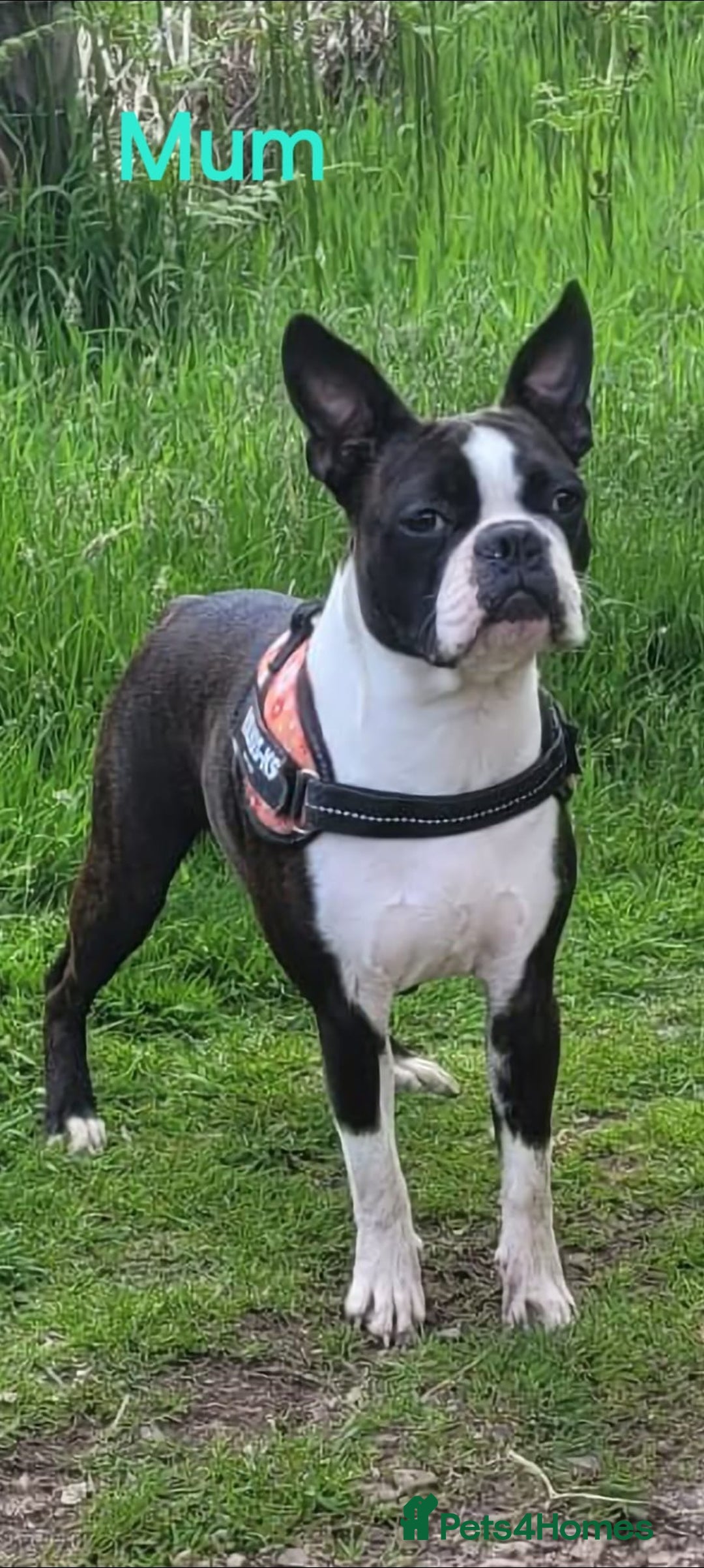 Boston Terrier dogs for sale: Stunning true to type wildax litter - Image 1