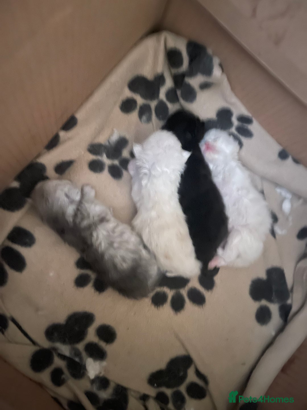 Persian cats for sale: Chinchilla Persian kittens  - Image 13