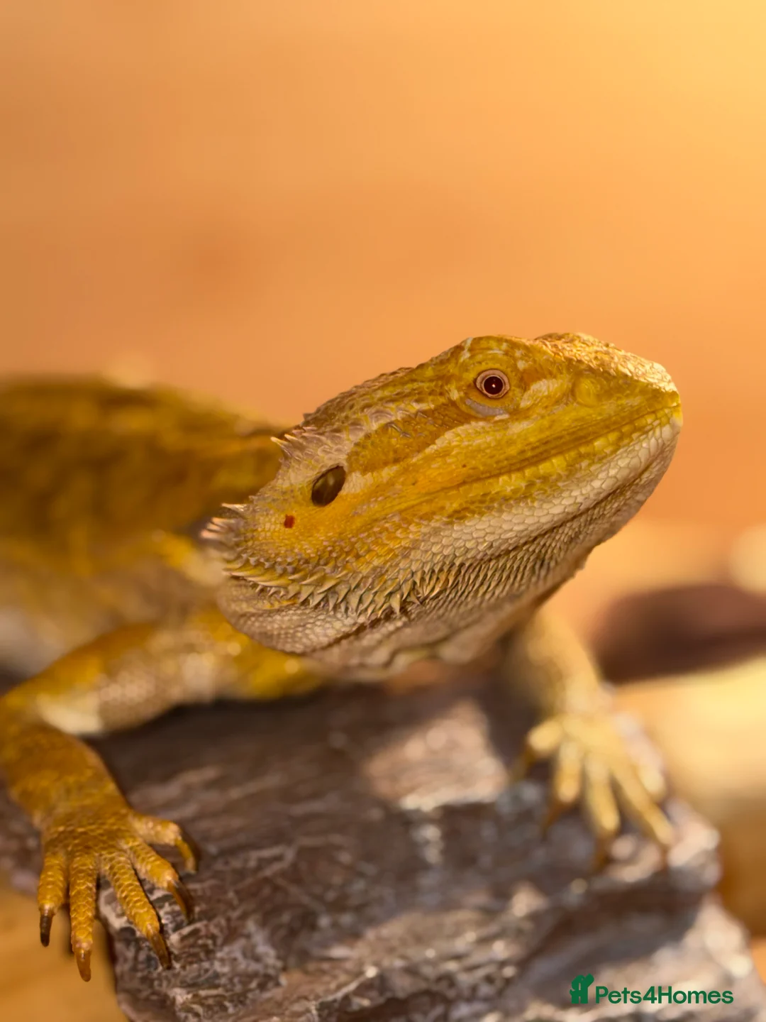 Bearded Dragon reptiles for sale: Beautiful Bearded Dragon Loving Home Needed 🦎❤️ - Advert 2