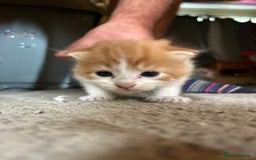 British Longhair cats for sale: 2 beautiful fluffy ginger kittens  - Image 7