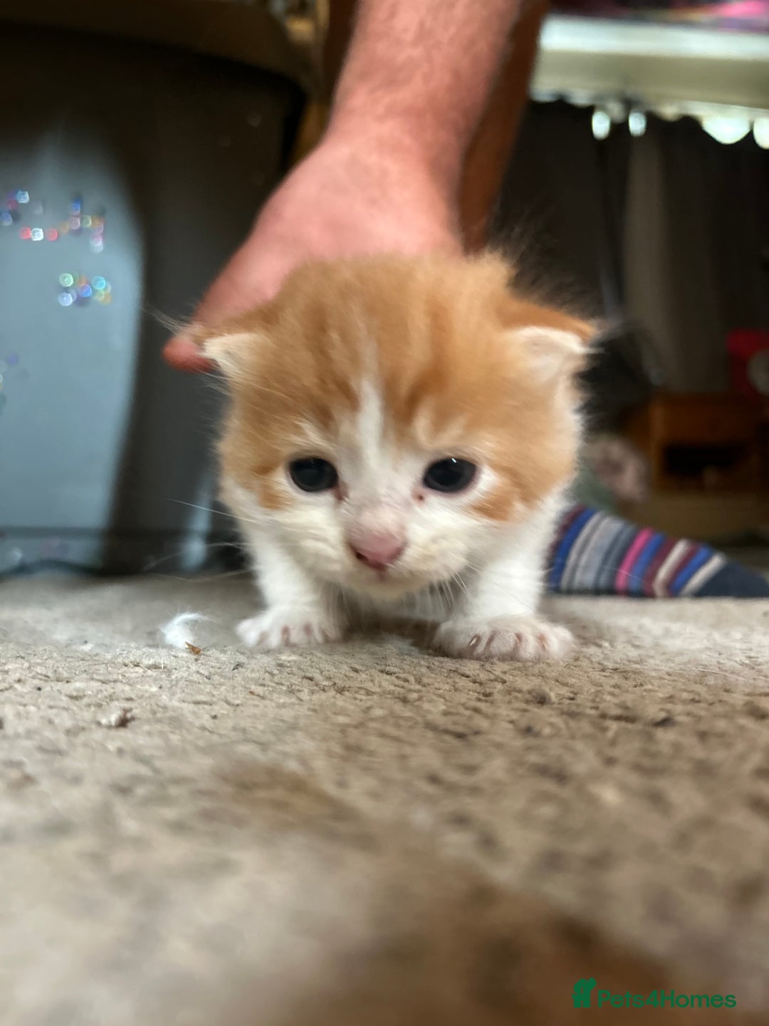 British Longhair cats for sale: 2 beautiful fluffy ginger kittens  - Image 7