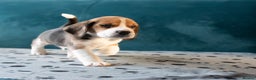 Beagle dogs for sale: Adorable Beagle Puppies for Sale - Advert 4